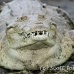 crocodile_american_tar_h_0057_cos0336.jpg